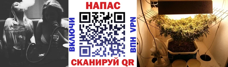 Каннабис сатива Иланский